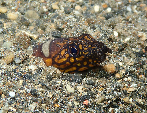 Napoleon Snake Eel -Ophichthus bonaparti Coconut Garden, Lembeh. Geotagged,Indonesia,Napoleon snake eel,Ophichthus bonaparti,Spring