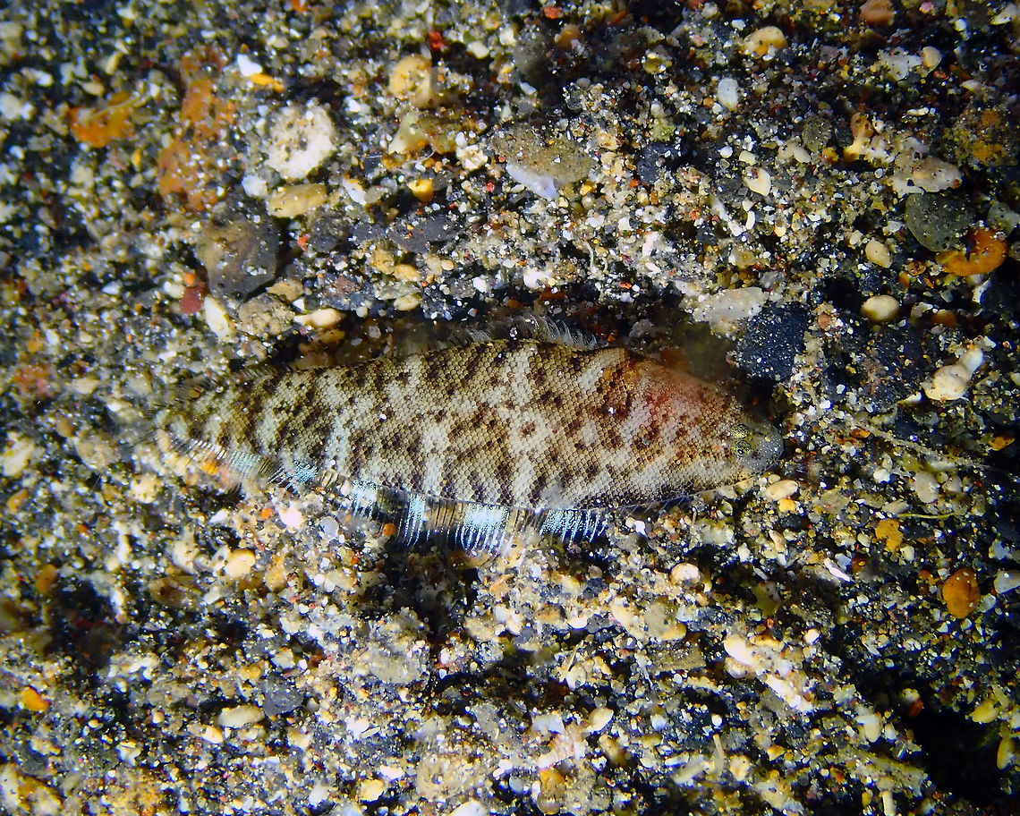 Sole/Tongue Fish - Symphurus sp. Coconut Garden, Lembeh. Night dive<br />
Add to the pile of the unknown sps! Cynoglossidae,Geotagged,Indonesia,Lembeh,Sole,Spring,Symphurus,Tongue Fish