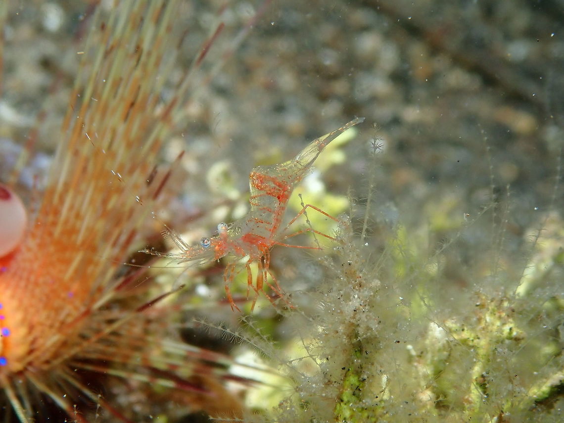 Shrimp-Periclimenes laevimanus? Coconut Garden, Lembeh.<br />
Yes, also some shrimps elude the proper IDing. This one looks like it could be Periclimenes laevimanus but I have to search more to make sure.... Geotagged,Indonesia,Lembeh,Spring,shrimp