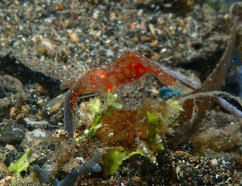 Japanese Night Shrimp - Hayashidonus japonicus Coconut Garden, Lembeh. Night dive.
I am not sure that I have the right sp. ID for this shrimp. For the moment is tentative.
https://www.jungledragon.com/image/71788/japanese_night_shrimp_-_hayashidonus_japonicus.html Geotagged,Hayashidonus japonicus,Indonesia,Japanese Night Shrimp,Spring
