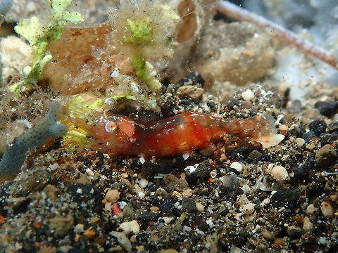 Japanese Night Shrimp - Hayashidonus japonicus Coconut Garden, Lembeh. Night dive. Geotagged,Hayashidonus japonicus,Indonesia,Japanese Night Shrimp,Spring