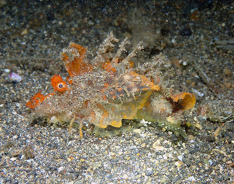 Devil Stinger - Inimicus didactylus Coconut Garden, Lembeh. Night dive. Devil stinger,Geotagged,Indonesia,Inimicus didactylus,Spring