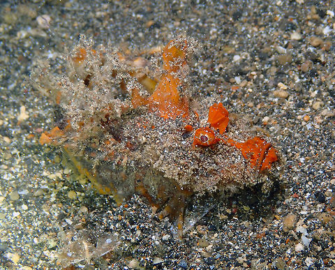 Devil Stinger - Inimicus didactylus Coconut Garden, Lembeh. Night dive. Devil stinger,Geotagged,Indonesia,Inimicus didactylus,Spring
