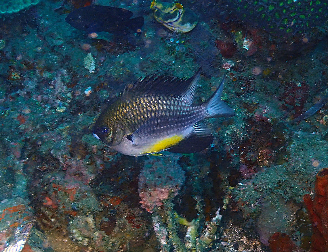 Yellowbelly damselfish - Amblyglyphidodon_leucogaster-1 Kapal Indah, Lembeh. Amblyglyphidodon leucogaster,Geotagged,Indonesia,Spring,Yellowbelly Damselfish