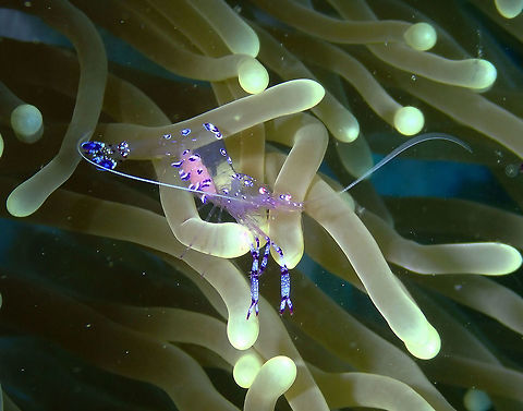 Ancylomenes saravasti Kapal Indah, Lembeh.
https://www.jungledragon.com/image/71793/sarasvati_anemone_shrimp-_ancylomenes_saravasti.html Ancylomenes sarasvati,Geotagged,Indonesia,Sarasvati anemone shrimp,Spring