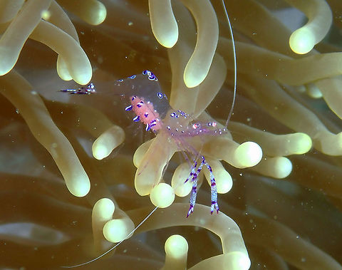 Sarasvati anemone shrimp- Ancylomenes saravasti Kapal Indah, Lembeh. Ancylomenes sarasvati,Geotagged,Indonesia,Sarasvati anemone shrimp,Spring
