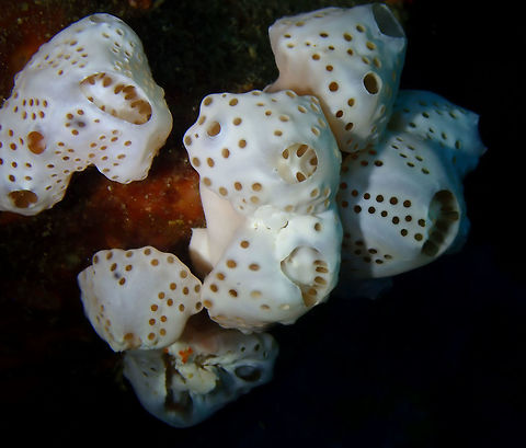 Tunicates - Aplidium breviventer Kapal Indah, Lembeh. Aplidium breviventer,Geotagged,Indonesia,Sea Squirt,Spring