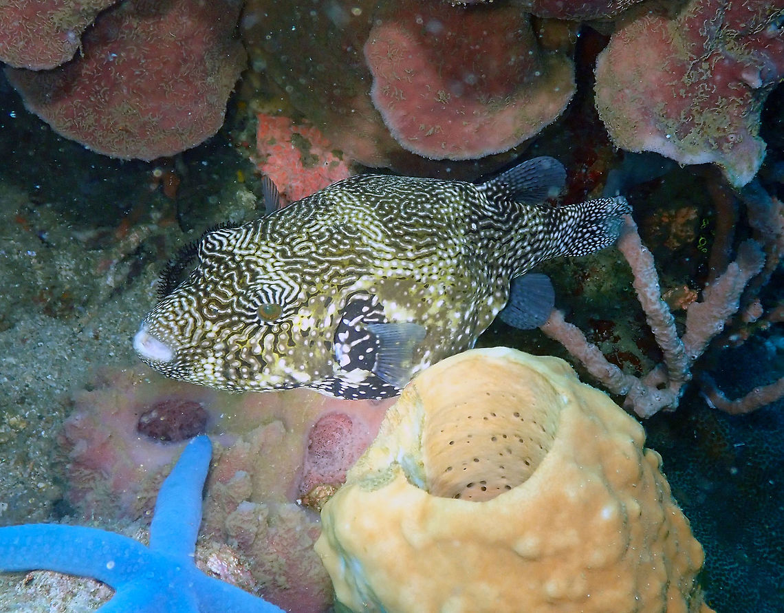 Map Puffer - Arothron mappa Kapal Indah, Lembeh. Arothron mappa,Geotagged,Indonesia,Map puffer,Spring