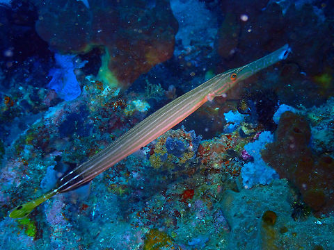 Chinese Trumpetfish - Aulostomus chinensis Kapal Indah, Lembeh. Aulostomus chinensis,Chinese trumpetfish,Geotagged,Indonesia,Spring