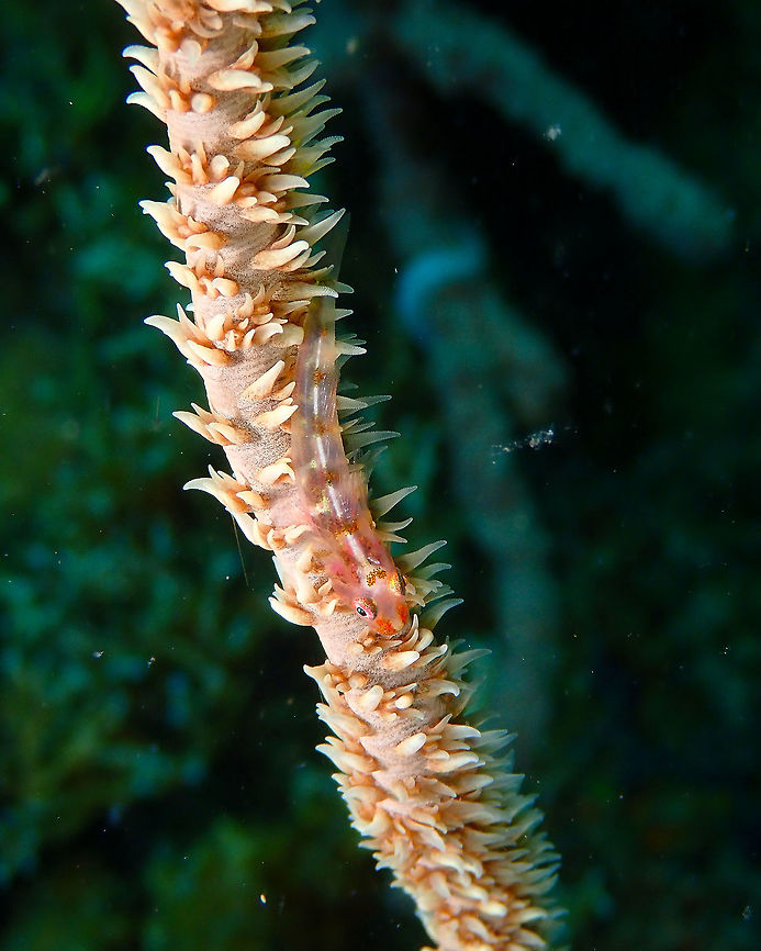 Whip Coral Goby - Bryaninops yongei Kapal Indah, Lembeh. Bryaninops yongei,Geotagged,Indonesia,Spring,Whip coral goby