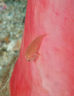 Soft Coral Goby - Pleurosicya boldinghi Kapal Indah, Lembeh. Geotagged,Indonesia,Pleurosicya boldinghi,Soft Coral Goby,Spring