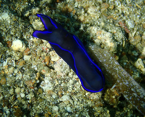 Gardiner's Headshield Slug - Philinopsis gardineri Kapal Indah, Lembeh.
https://www.jungledragon.com/image/71828/gardiners_headshield_slug_-_philinopsis_gardineri.html Gardiner's Headshield Slug,Geotagged,Indonesia,Philinopsis gardineri,Spring