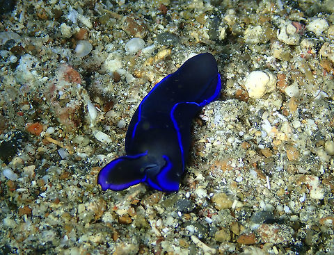 Gardiner's Headshield Slug - Philinopsis gardineri Kapal Indah, Lembeh. Gardiner's Headshield Slug,Geotagged,Indonesia,Philinopsis gardineri,Spring