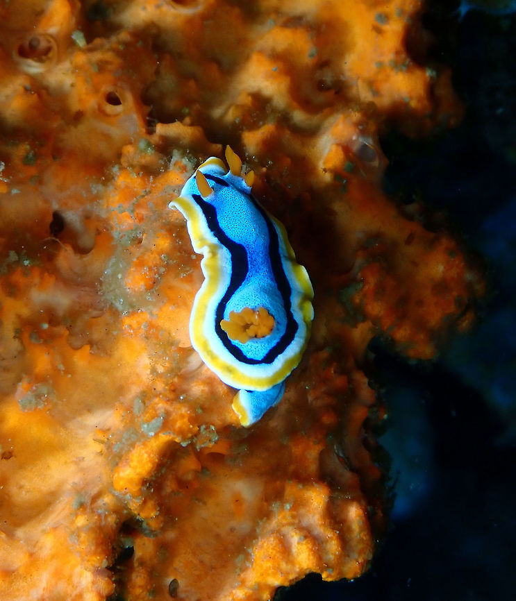 Chromodoris annae Kapal Indah, Lembeh.<br />
This nudi seems to have extra rhinophores in the right side of its head!<br />
<figure class="photo"><a href="https://www.jungledragon.com/image/71830/chromodoris_annae.html" title="Chromodoris annae"><img src="https://s3.amazonaws.com/media.jungledragon.com/images/2298/71830_thumb.JPG?AWSAccessKeyId=05GMT0V3GWVNE7GGM1R2&Expires=1759968010&Signature=wLP9Nw4GOaelnQI9TYedjRdpLeA%3D" width="200" height="150" alt="Chromodoris annae Kapal Indah, Lembeh.<br />
Same individual, with its extra rhinophores. Anna&#039;s Chromodoris,Chromodoris annae,Geotagged,Indonesia,Spring" /></a></figure> Anna's Chromodoris,Chromodoris annae