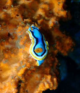 Chromodoris annae Kapal Indah, Lembeh.
This nudi seems to have extra rhinophores in the right side of its head!
https://www.jungledragon.com/image/71830/chromodoris_annae.html Anna's Chromodoris,Chromodoris annae