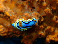 Chromodoris annae Kapal Indah, Lembeh.<br />
Same individual, with its extra rhinophores. Anna's Chromodoris,Chromodoris annae,Geotagged,Indonesia,Spring