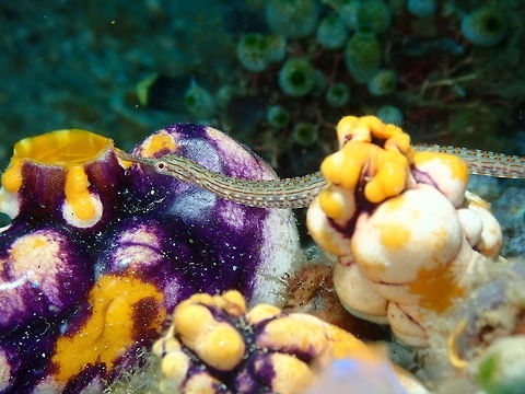 Ocellated Pipefish - Corythoichthys ocellatus Kapal Indah, Lembeh. Corythoichthys ocellatus,Geotagged,Indonesia,Ocellated pipefish,Spring
