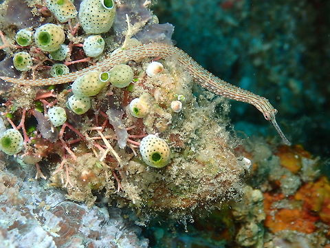 Ocellated Pipefish - Corythoichthys ocellatus Kapal Indah, Lembeh. Corythoichthys ocellatus,Geotagged,Indonesia,Ocellated pipefish,Spring