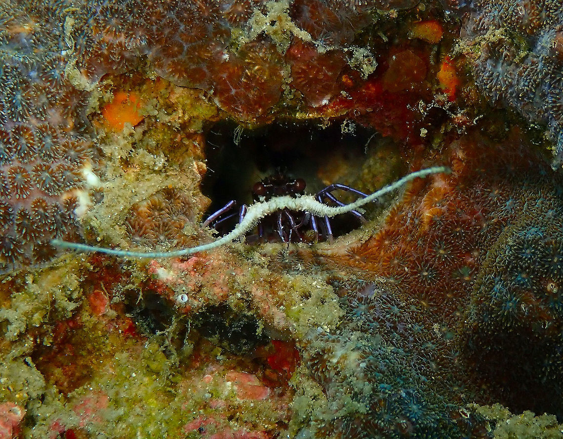 Blue Spiny Lobster - Panulirus versicolor Kapal Indah, Lembeh.<br />
<figure class="photo"><a href="https://www.jungledragon.com/image/71835/blue_spiny_lobster_-_panulirus_versicolor.html" title="Blue Spiny Lobster - Panulirus versicolor"><img src="https://s3.amazonaws.com/media.jungledragon.com/images/2298/71835_thumb.JPG?AWSAccessKeyId=05GMT0V3GWVNE7GGM1R2&Expires=1759968010&Signature=OrI4P4bgpzWlgwMm5gfKxuU3KIY%3D" width="200" height="156" alt="Blue Spiny Lobster - Panulirus versicolor Kapal Indah, Lembeh. Blue spiny lobster,Geotagged,Indonesia,Panulirus versicolor,Spring" /></a></figure> Blue spiny lobster,Geotagged,Indonesia,Panulirus versicolor,Spring