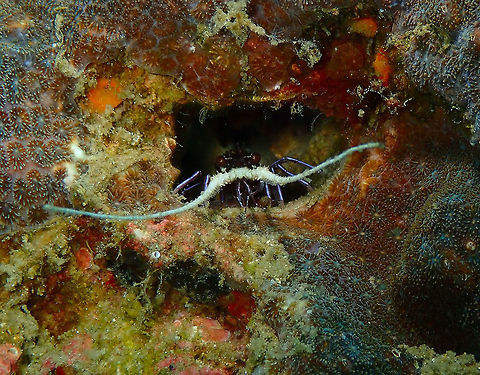 Blue Spiny Lobster - Panulirus versicolor Kapal Indah, Lembeh.
https://www.jungledragon.com/image/71835/blue_spiny_lobster_-_panulirus_versicolor.html Blue spiny lobster,Geotagged,Indonesia,Panulirus versicolor,Spring