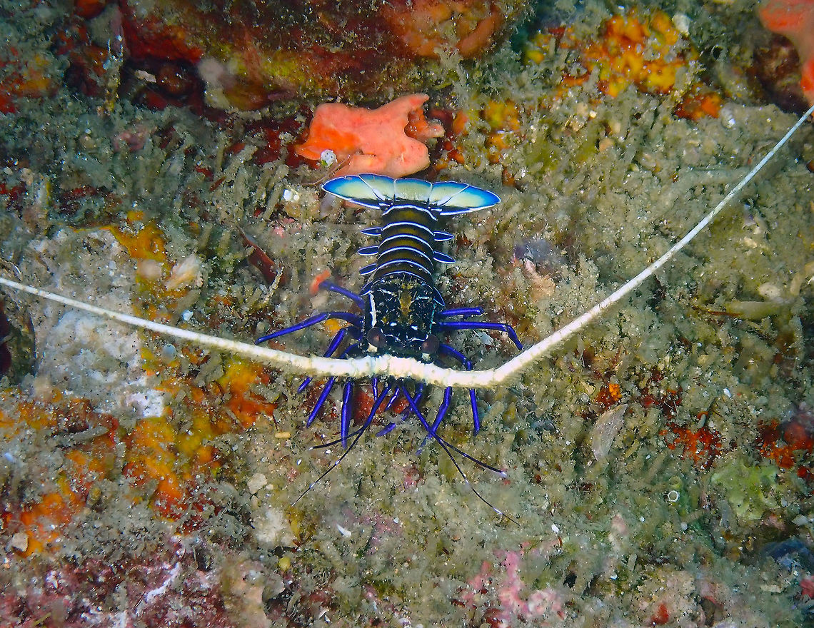 Blue Spiny Lobster - Panulirus versicolor Kapal Indah, Lembeh. Blue spiny lobster,Geotagged,Indonesia,Panulirus versicolor,Spring