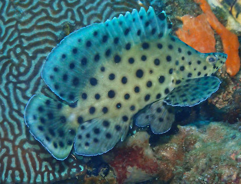 Barramundi Cod (Cromileptes altivelis) Kapal Indah, Lembeh. Cromileptes altivelis,Geotagged,Humpback grouper,Indonesia,Spring