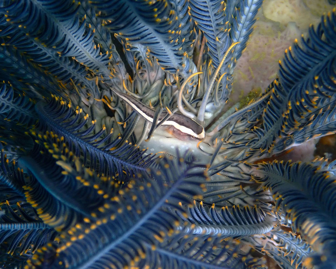 One-Line Clingfish - Discotrema monogrammum Kapal Indah, Lembeh. Discotrema monogrammum,Geotagged,Indonesia,One-line Clingfish,Spring