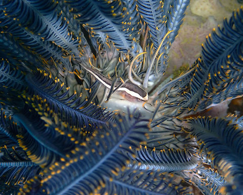 One-Line Clingfish - Discotrema monogrammum Kapal Indah, Lembeh. Discotrema monogrammum,Geotagged,Indonesia,One-line Clingfish,Spring
