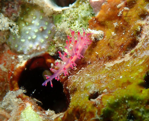 Coryphellina/Flabellina rubrolineata Kapal Indah, Lembeh. Coryphellina rubrolineata,Flabellina rubrolineata,Geotagged,Indonesia,Red-lined flabellina,Spring