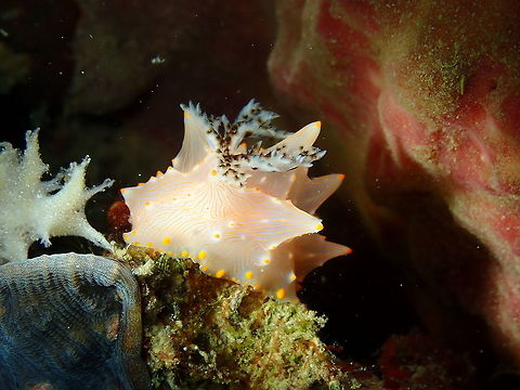 Halgerda batangas Kapal Indah, Lembeh. Batangas Halgerda,Geotagged,Halgerda batangas,Indonesia,Spring