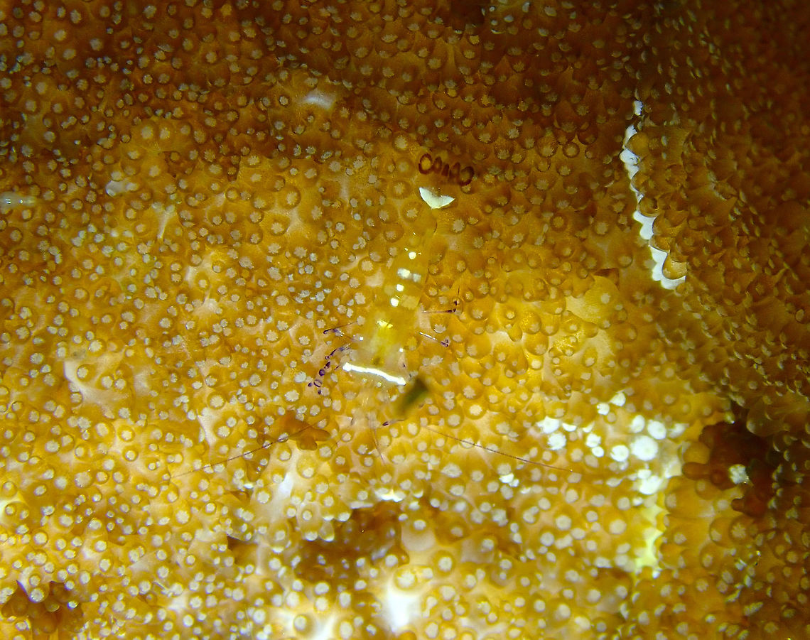 Periclimenes brevicarpalis Kapal Indah, Lembeh. A very well disguised male. Geotagged,Glass Anemone Shrimp,Indonesia,Periclimenes brevicarpalis,Spring