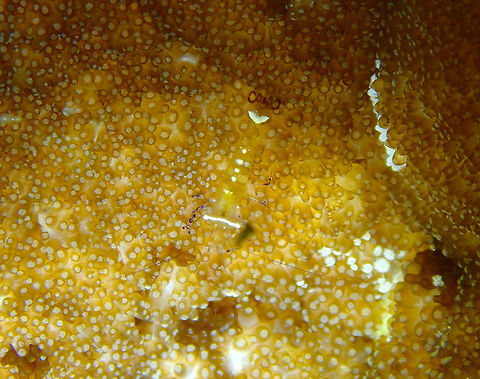 Periclimenes brevicarpalis Kapal Indah, Lembeh. A very well disguised male. Geotagged,Glass Anemone Shrimp,Indonesia,Periclimenes brevicarpalis,Spring