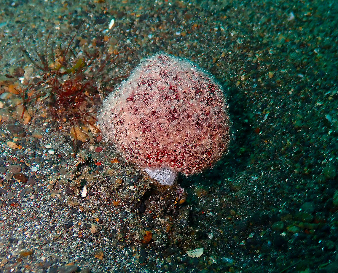 Dendronephthya australis Kareko Batu, Lembeh.<br />
Tentative ID because the species is described as Australian endemic. However the ones I have seen really look alike the ones in here: <a href="https://www.reeflex.net/tiere/11089_Dendronephthya_australis.htm" rel="nofollow">https://www.reeflex.net/tiere/11089_Dendronephthya_australis.htm</a><br />
Also for the corals were I saw Lissoporcellana nakasonei:<br />
<figure class="photo"><a href="https://www.jungledragon.com/image/70975/lissoporcellana_nakasonei.html" title="Lissoporcellana nakasonei"><img src="https://s3.amazonaws.com/media.jungledragon.com/images/2298/70975_thumb.JPG?AWSAccessKeyId=05GMT0V3GWVNE7GGM1R2&Expires=1767225610&Signature=PXHvLnICbG0OVSp4mLAEdhd90YM%3D" width="200" height="150" alt="Lissoporcellana nakasonei Pantai Parigi, Lembeh. Geotagged,Indonesia,Lissoporcellana nakasonei,Soft Coral Porcelain Crab,Spring" /></a></figure><br />
<figure class="photo"><a href="https://www.jungledragon.com/image/70195/lissoporcellana_nakasonei.html" title="Lissoporcellana nakasonei"><img src="https://s3.amazonaws.com/media.jungledragon.com/images/2298/70195_thumb.JPG?AWSAccessKeyId=05GMT0V3GWVNE7GGM1R2&Expires=1767225610&Signature=pyiMPT3fti1N4iRhjvIQK5jfZSM%3D" width="200" height="160" alt="Lissoporcellana nakasonei Kareko Batu, Lembeh.<br />
I wonder if this is a female or juvenile because the pincers are less developed than in the other crab I have photographed but there is not so much info online.. Geotagged,Indonesia,Lissoporcellana nakasonei,Soft Coral Porcelain Crab,Spring" /></a></figure><br />
<figure class="photo"><a href="https://www.jungledragon.com/image/70975/lissoporcellana_nakasonei.html" title="Lissoporcellana nakasonei"><img src="https://s3.amazonaws.com/media.jungledragon.com/images/2298/70975_thumb.JPG?AWSAccessKeyId=05GMT0V3GWVNE7GGM1R2&Expires=1767225610&Signature=PXHvLnICbG0OVSp4mLAEdhd90YM%3D" width="200" height="150" alt="Lissoporcellana nakasonei Pantai Parigi, Lembeh. Geotagged,Indonesia,Lissoporcellana nakasonei,Soft Coral Porcelain Crab,Spring" /></a></figure> Cauliflower Soft Coral,Dendronephthya australis,Geotagged,Indonesia,Spring