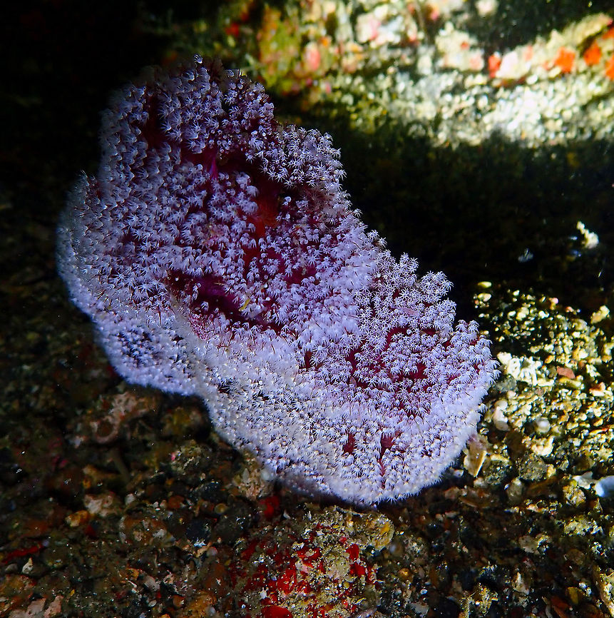 Dendronephthya australis Monument, Lembeh. Night dive. Cauliflower Soft Coral,Dendronephthya australis,Geotagged,Indonesia,Spring