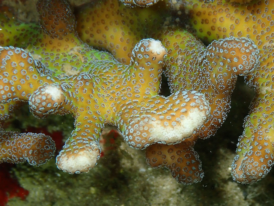 Hood Coral -Stylophora pistillata Kapal Indah, Lembeh.<br />
As any other of my coral spottings, the ID is tentative. Geotagged,Hood coral,Indonesia,Spring,Stylophora pistillata