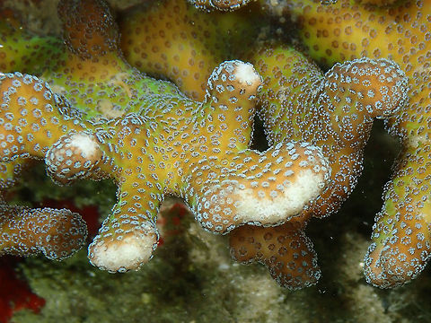 Hood Coral -Stylophora pistillata Kapal Indah, Lembeh.
As any other of my coral spottings, the ID is tentative. Geotagged,Hood coral,Indonesia,Spring,Stylophora pistillata