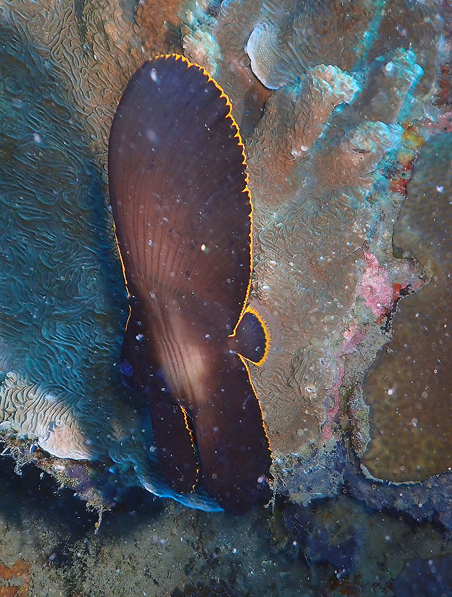Pinnate batfish- Platax pinnatus (juvenile) Kapal Indah, Lembeh. Also known as spadefish. Geotagged,Indonesia,Pinnate batfish,Platax pinnatus,Spring