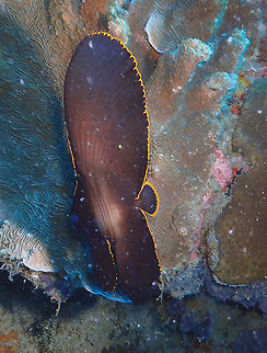 Pinnate batfish- Platax pinnatus (juvenile) Kapal Indah, Lembeh. Also known as spadefish. Geotagged,Indonesia,Pinnate batfish,Platax pinnatus,Spring