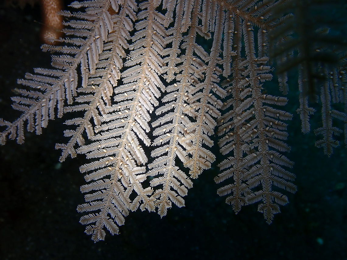 Stinging Hydroid - Aglaophenia cupressina Kareko Batu, Lembeh. Aglaophenia cupressina,Geotagged,Indonesia,Spring,Stinging Hydroid