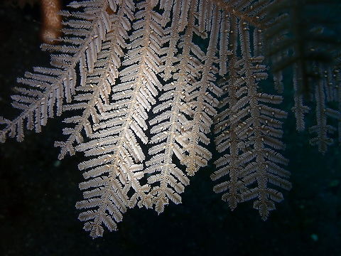 Stinging Hydroid - Aglaophenia cupressina Kareko Batu, Lembeh. Aglaophenia cupressina,Geotagged,Indonesia,Spring,Stinging Hydroid