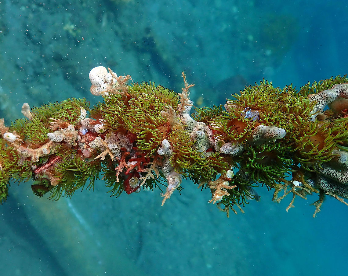 Amphianthus nitidus Kareko Batu, Lembeh. Amphianthus nitidus,Colonial Anemone,Geotagged,Indonesia,Spring