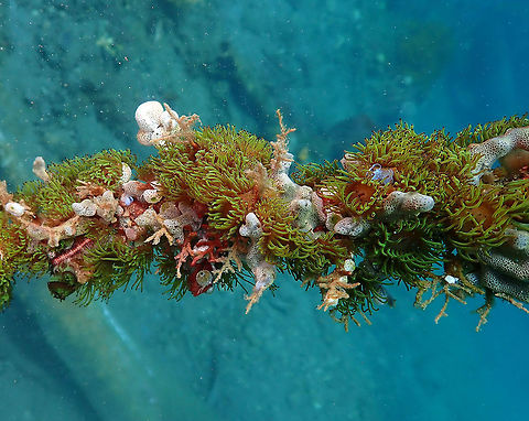 Amphianthus nitidus Kareko Batu, Lembeh. Amphianthus nitidus,Colonial Anemone,Geotagged,Indonesia,Spring
