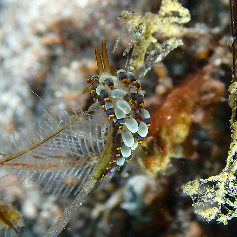 Trinchesia/Cuthona yamasui Kareko Batu, Lembeh.
https://www.jungledragon.com/image/71909/trinchesiacuthona_yamasui.html
https://www.jungledragon.com/image/71910/trinchesiacuthona_yamasui.html Geotagged,Indonesia,Spring,Trinchesia yamasui,Yamasu's Cuthona