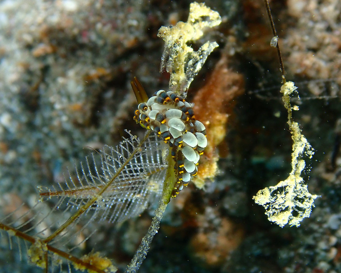 Trinchesia/Cuthona yamasui Kareko Batu, Lembeh. Geotagged,Indonesia,Spring,Trinchesia yamasui,Yamasu's Cuthona