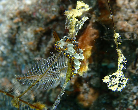 Trinchesia/Cuthona yamasui Kareko Batu, Lembeh. Geotagged,Indonesia,Spring,Trinchesia yamasui,Yamasu's Cuthona