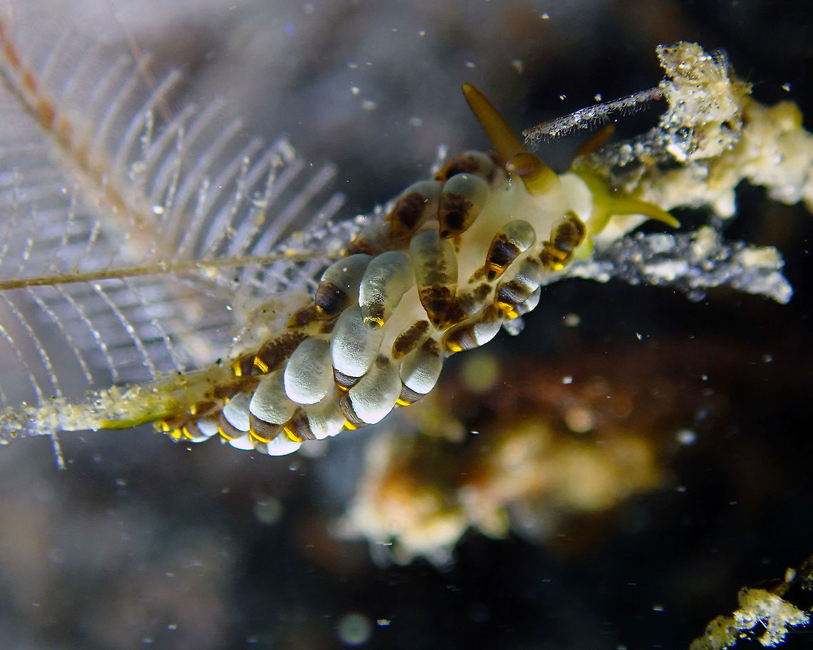 Trinchesia/Cuthona yamasui Kareko Batu, Lembeh. Geotagged,Indonesia,Spring,Trinchesia yamasui,Yamasu's Cuthona