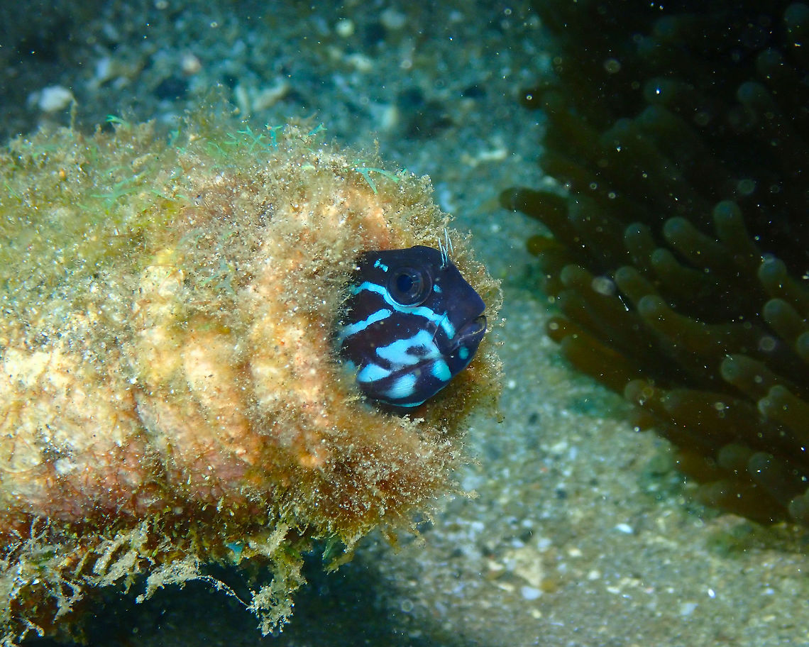 Namiye's coralblenny - Ecsenius namiyei Kareko Batu, Lembeh.<br />
<figure class="photo"><a href="https://www.jungledragon.com/image/71913/namiyes_coralblenny_-_ecsenius_namiyei.html" title="Namiye's coralblenny - Ecsenius namiyei"><img src="https://s3.amazonaws.com/media.jungledragon.com/images/2298/71913_thumb.JPG?AWSAccessKeyId=05GMT0V3GWVNE7GGM1R2&Expires=1769040010&Signature=jSUeXe%2BL0yJqCzRYf9s3xBZEN6k%3D" width="200" height="160" alt="Namiye's coralblenny - Ecsenius namiyei Kareko Batu, Lembeh. Geotagged,Indonesia,Spring,namiyei" /></a></figure> Geotagged,Indonesia,Spring,namiyei