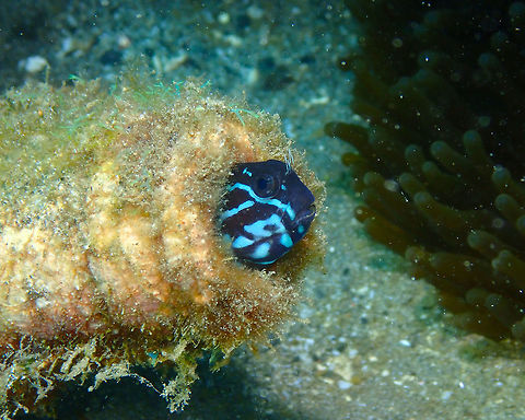 Namiye's coralblenny - Ecsenius namiyei Kareko Batu, Lembeh.
https://www.jungledragon.com/image/71913/namiyes_coralblenny_-_ecsenius_namiyei.html Geotagged,Indonesia,Spring,namiyei