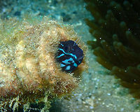 Namiye's coralblenny - Ecsenius namiyei Kareko Batu, Lembeh. Geotagged,Indonesia,Spring,namiyei