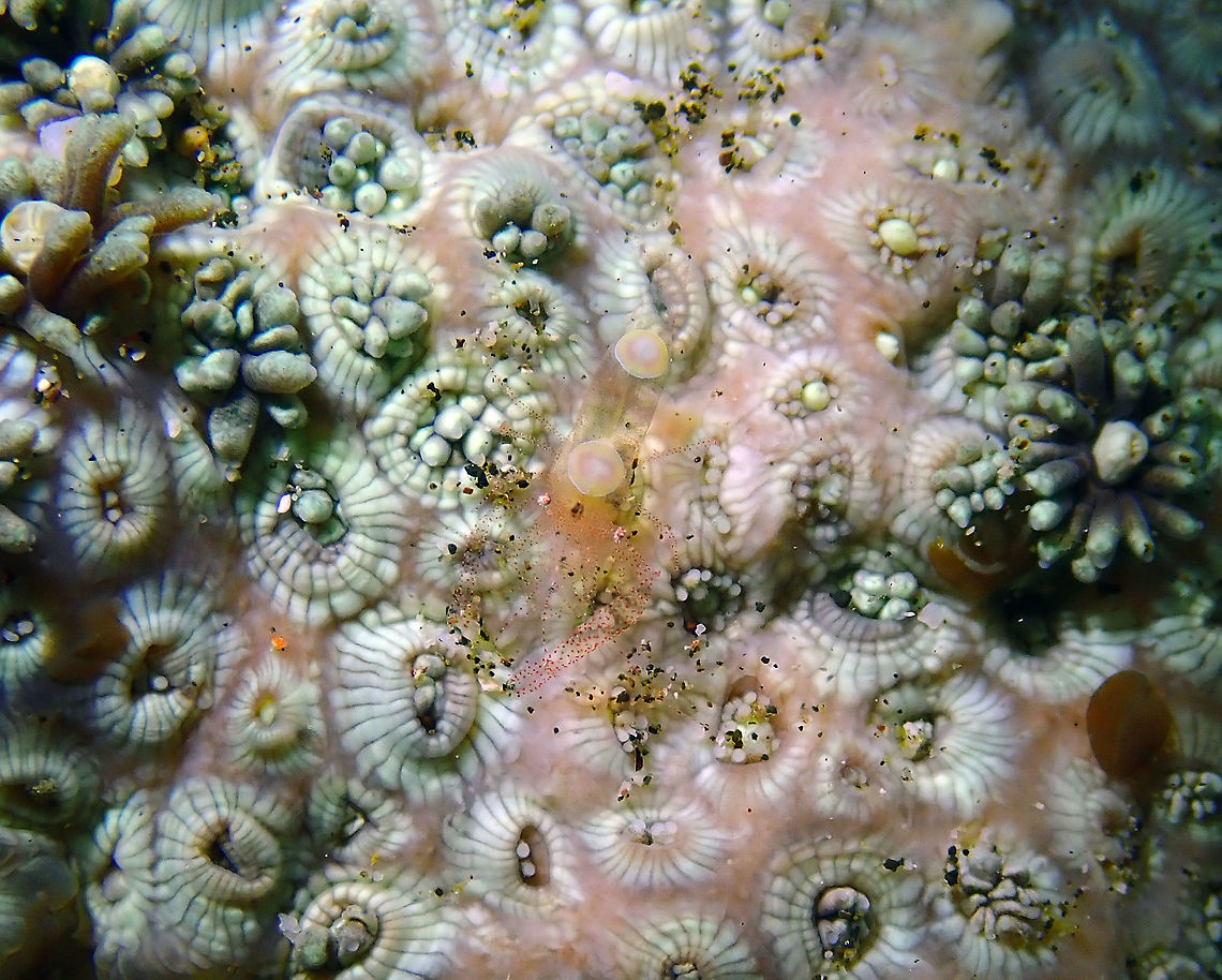 Egg Shell Shrimp - Hamopontonia corallicola Kareko Batu, Lembeh.<br />
I think is a juvenile because the white patches are not so developed. Egg Shell Shrimp,Geotagged,Hamopontonia corallicola,Indonesia,Spring